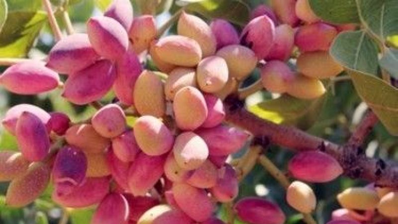 Kabuklu Antep Fıstığı ve Antep İçi Ürünlerinde Şok Değişim! 22 Ağustos 2022 Güncel Antep Fıstığı Fiyatları Duyuruldu! 4