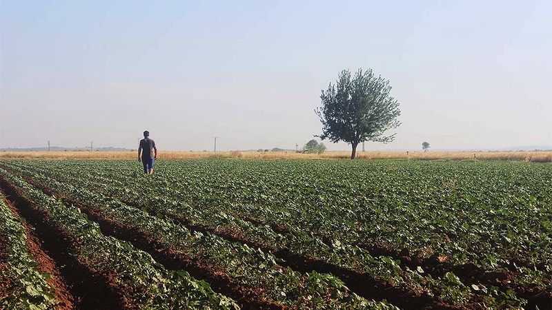 Bakanlık Düğmeye Bastı, Tarımsal Kalkınma İçin Adım Atıldı! Gıda Fiyatlarında Düşüşler Geliyor! 2