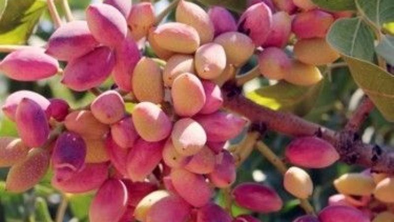 Antep Fıstığı Artık Keyiflik Yenemeyecek! Fiyatlar Aldı Başını Yürüdü! 23 Ağustos 2022 Antep İçi Ve Kabuklu Antep Fıstığı Fiyatları Duyuruldu! 4