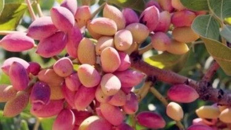 25 Ağustos 2022 Antep Fıstığı Fiyatları Güncellendi! Kabuklu Antep Fıstığı Ne Kadar Oldu? Antep İçinin Kilogram Fiyatı Kaç TL? 4