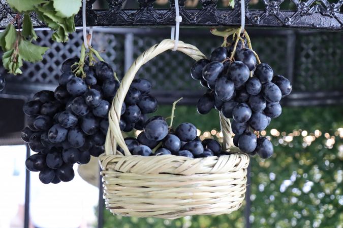 Kilis'te 7. Musabeyli Üzüm Festivali düzenlendi 1