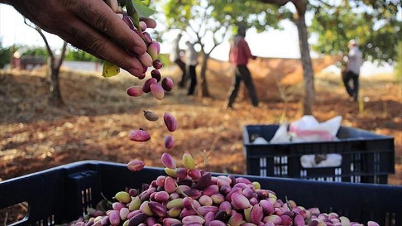 29 Ağustos 2022 Gaziantep Antep İçi ve Kabuklu Antep Fıstığı Fiyatları! Kırmızı Kabuklu Fıstık Ne Kadar? Antep İçi Kaç TL Oldu? 3