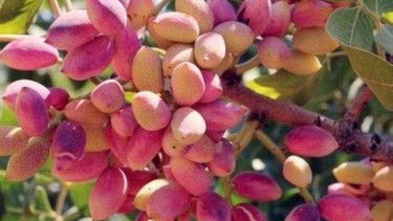 29 Ağustos 2022 Gaziantep Antep İçi ve Kabuklu Antep Fıstığı Fiyatları! Kırmızı Kabuklu Fıstık Ne Kadar? Antep İçi Kaç TL Oldu? 2