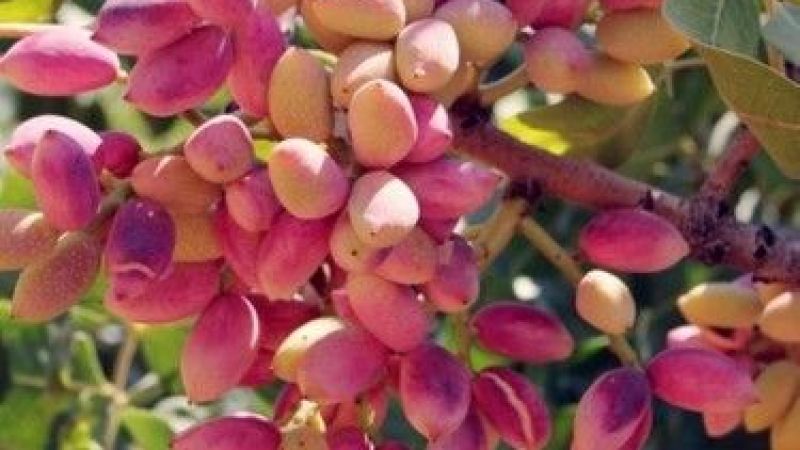 Antep Fıstığı Fiyatları Resmen Altın İle Yarışıyor! Gaziantep Nizip Borsası 30 Ağustos 2022 Antep İçi ve Kabuklu Antep Fıstığı Fiyatlarını Açıkladı! 4