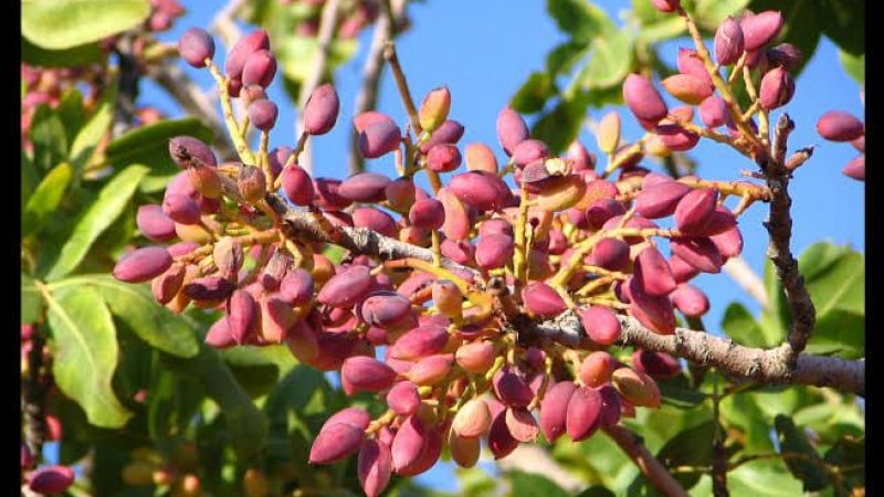 Gaziantep Nizip Borsası Açıkladı: Kurların Yükselişi Antep Fıstığı Fiyatlarını Etkiledi Mi? 2 Eylül 2022 Güncel Antep İçi Ve Kabuklu Antep Fıstığı Fiyatları 1
