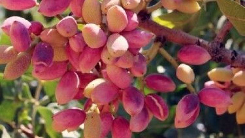 Gaziantep Nizip Borsası Açıkladı: Kurların Yükselişi Antep Fıstığı Fiyatlarını Etkiledi Mi? 2 Eylül 2022 Güncel Antep İçi Ve Kabuklu Antep Fıstığı Fiyatları 3