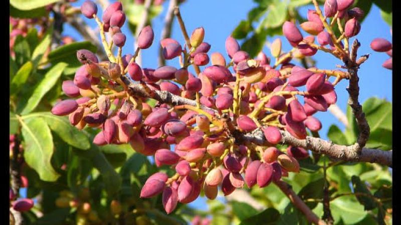 Antep Fıstığı Fiyatlarına Hafta Sonu Güncellemesi! Gaziantep Nizip Borsası Açıkladı: 3 Eylül 2022 Antep İçi Ve Kabuklu Antep Fıstığı Fiyatları 2