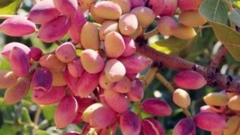 Antep Fıstığı Fiyatlarına Hafta Sonu Güncellemesi! Gaziantep Nizip Borsası Açıkladı: 3 Eylül 2022 Antep İçi Ve Kabuklu Antep Fıstığı Fiyatları 4