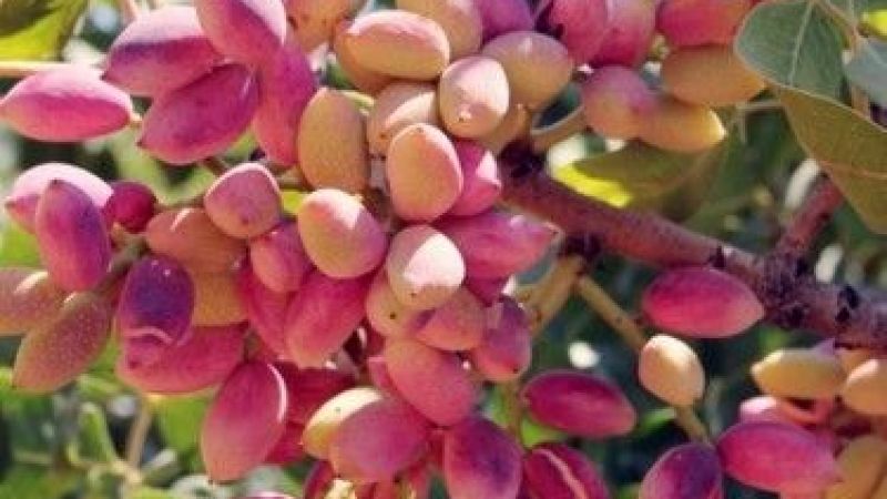 Antep Fıstığı Fiyatlarında Yeni Gelişme: İndirim Yapıldı! 6 Eylül 2022 Antep İçi ve Kabuklu Antep Fıstığı Fiyatları 4