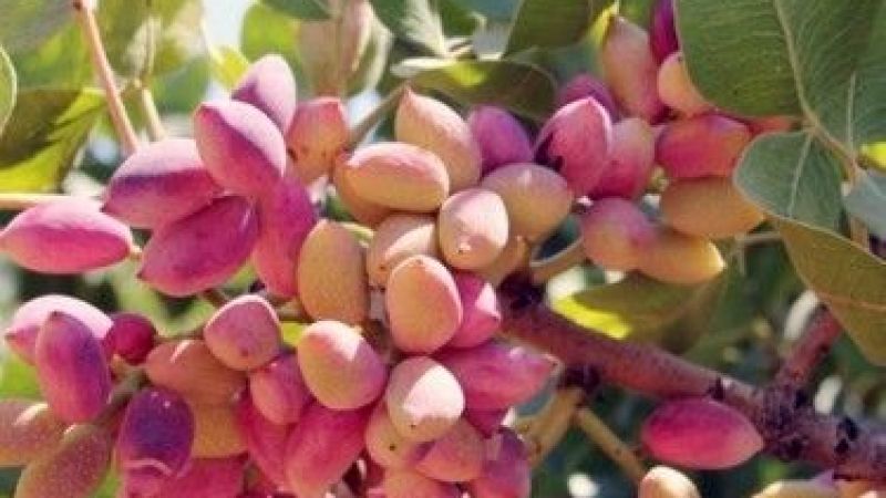 Antep Fıstığı Fiyatlarında Şok Gelişme: Yaş Fıstık 49 TL'ye Düştü! 7 Eylül 2022 Güncel Antep İçi ve Kabuklu Antep Fıstığı Fiyatları 1