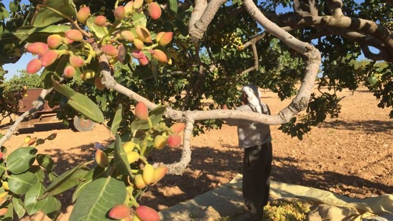 Antep Fıstığı Fiyatlarına Hafta Sonu Güncellemesi! Gaziantep Nizip Borsası 10 Eylül 2022 Güncel Antep Fıstığı Fiyatlarını Açıkladı! 3