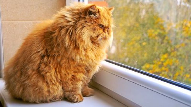 Kediler Depresyona Girince Ne Yapılmalı? 1