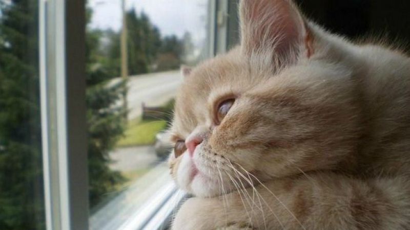 Kediler Depresyona Girince Ne Yapılmalı? 4