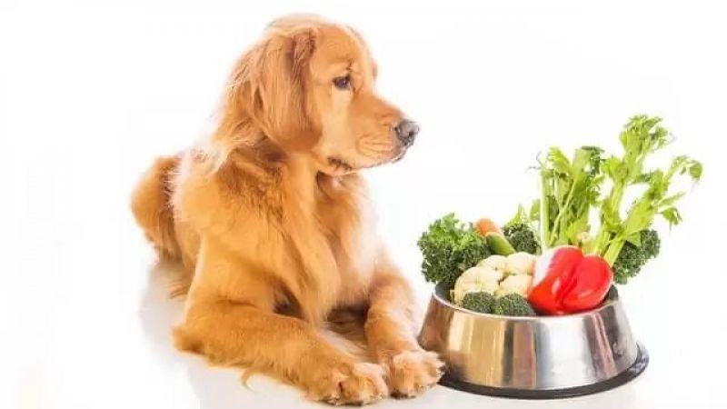 Köpekler Hastayken Ne Yer? 2