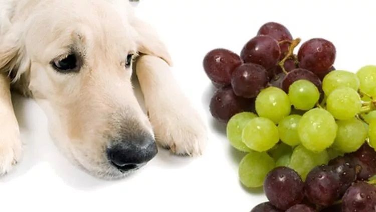 Köpekler Hastayken Ne Yer? 3