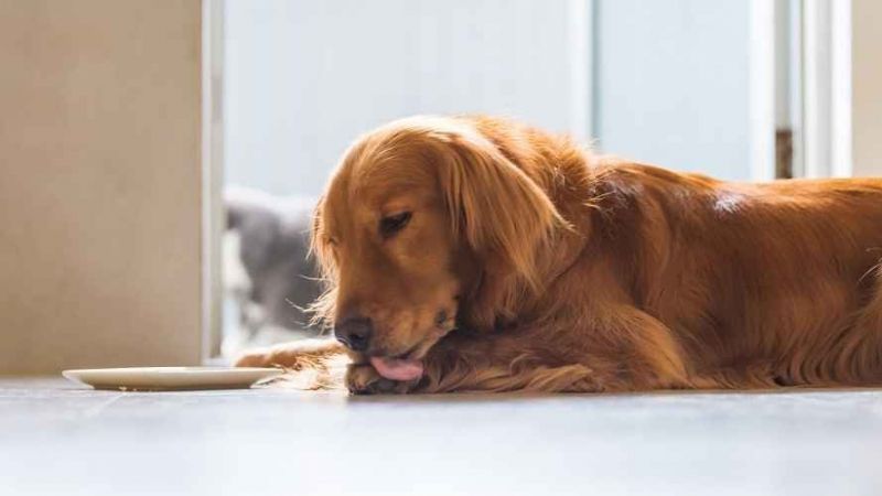 Köpekler Hastayken Ne Yer? 1