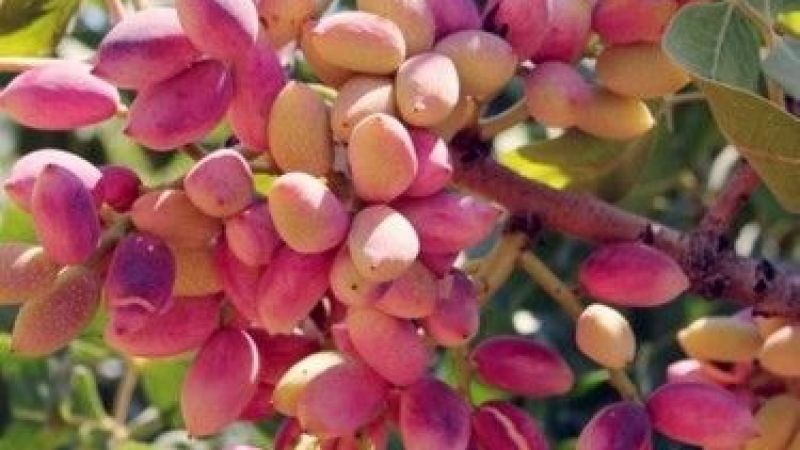 Gaziantep Nizip Borsası Resmen Açıkladı: Antep Fıstığı Fiyatları Düşüşe Geçti! 14 Eylül Çarşamba Güncel Antep İçi Ve Kabuklu Antep Fıstığı Fiyatları 3