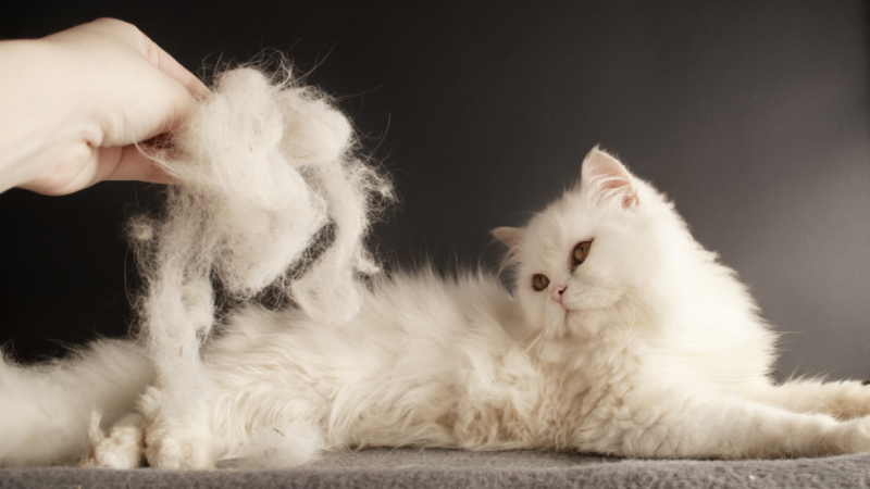 Kediler Hangi Mevsim Tüy Döker? 1