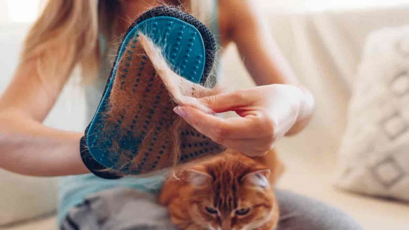 Kediler Hangi Mevsim Tüy Döker? 2