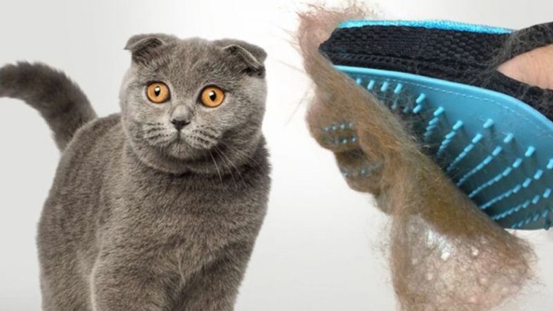 Kediler Hangi Mevsim Tüy Döker? 3