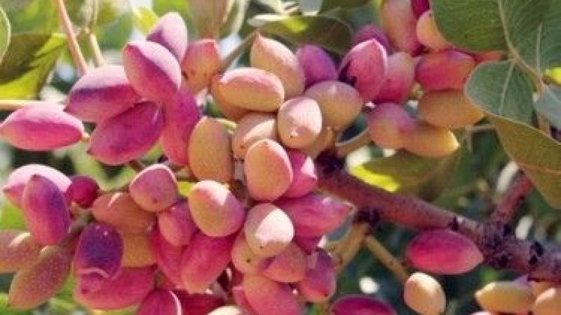 Gaziantep Ticaret Borsası'ndan Yeni Bülten: Antep Fıstığı, Ceviz İçi, Badem İçi ve Buğday Fiyatları Güncellendi! 3