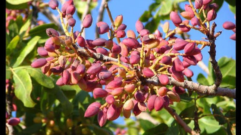 22 Eylül 2022 Gaziantep Ticaret Borsası Günlük Bülten: Antep Fıstığı Fiyatları Güncellendi! Un, Mısır Ve Buğday Fiyatları Geriledi! 3