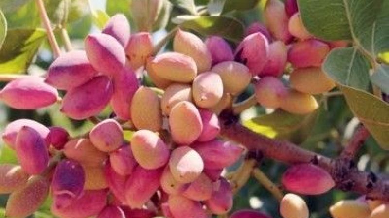 22 Eylül 2022 Gaziantep Ticaret Borsası Günlük Bülten: Antep Fıstığı Fiyatları Güncellendi! Un, Mısır Ve Buğday Fiyatları Geriledi! 2