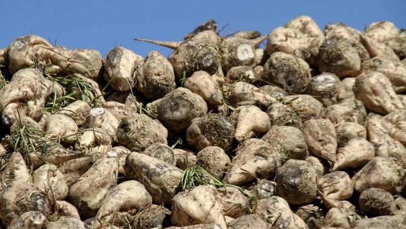 Şeker Pancarı Üreticilerine Rekor Artış: Yüzde 245 Zam Yapıldı! 2