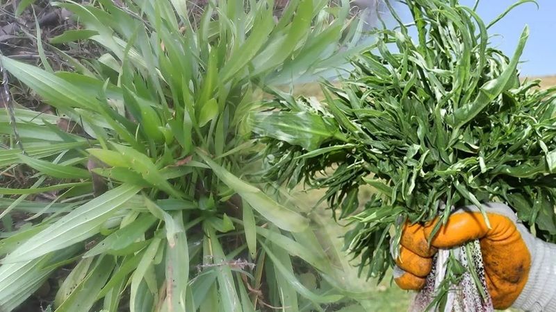 Yılan Otu Sabununun Faydaları Nelerdir, Ne İşe Yarar? Kullanımı 1