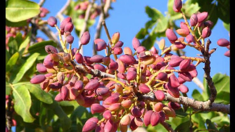 26 Eylül 2022 Gaziantep Ticaret Borsası günlük bülten: Antep fıstığı, fındık içi, ceviz içi ve badem içi fiyatları güncellendi! 3