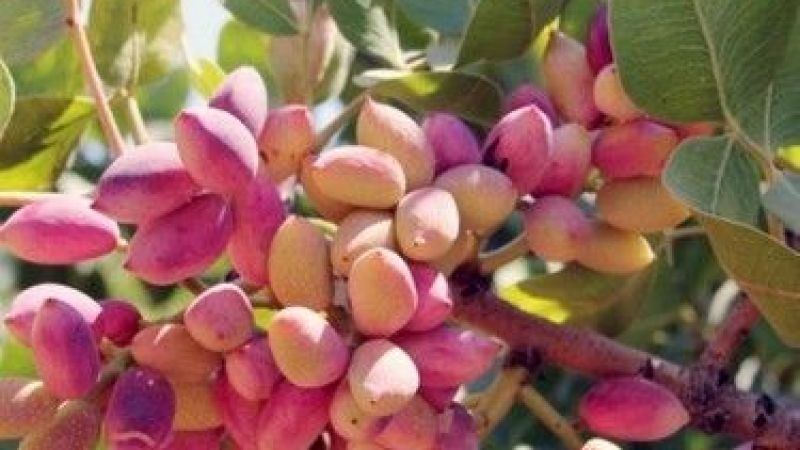 27 Ekim 2022 Gaziantep Ticaret Borsası Fiyatları Güncelledi! Antep Fıstığının Kilosu Kaç TL? Ceviz Kaç Lira? 3