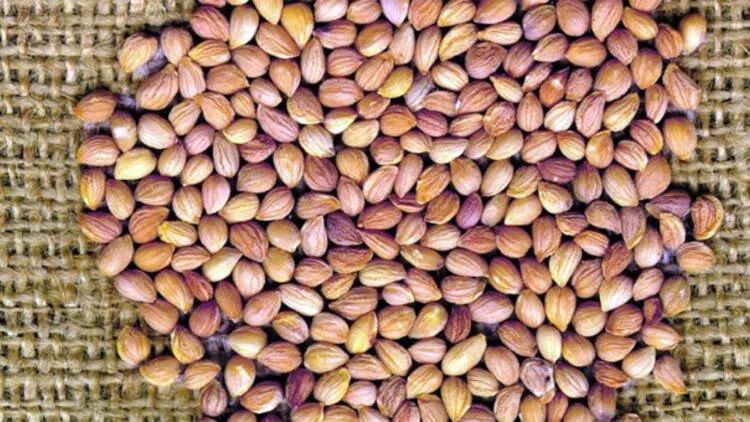 Faydalarını Okuyunca Bu Ürünü Mutfağınızdan Eksik Etmeyeceksiniz! Böbrek, Kalp, Mide… Hepsine İyi Geliyor! Afrodizyak Etkisi De Yaratıyor! 2