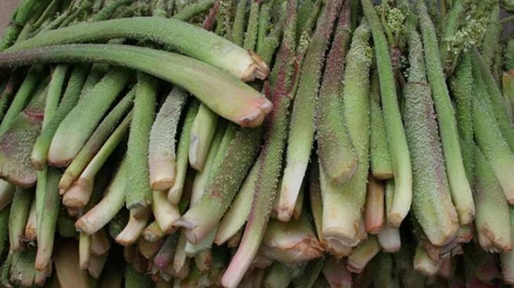 Kanserden Mide Rahatsızlıklarına Kadar Tüm Ciddi Hastalıklara, Tek Ot İle Mucizevi Çözüm! Uzmanlar, Işgın Otunun Faydalarını Resmen Açıkladı! 2