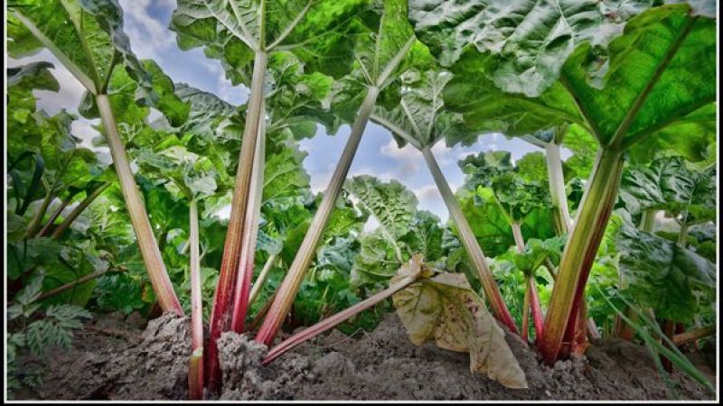 Kanserden Mide Rahatsızlıklarına Kadar Tüm Ciddi Hastalıklara, Tek Ot İle Mucizevi Çözüm! Uzmanlar, Işgın Otunun Faydalarını Resmen Açıkladı! 3
