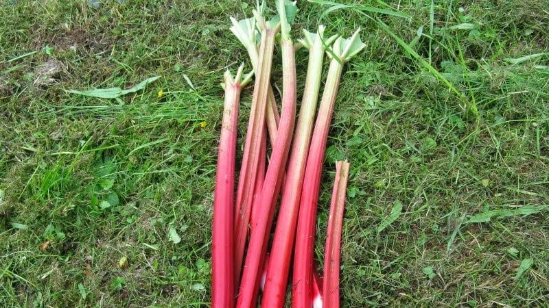 Kanserden Mide Rahatsızlıklarına Kadar Tüm Ciddi Hastalıklara, Tek Ot İle Mucizevi Çözüm! Uzmanlar, Işgın Otunun Faydalarını Resmen Açıkladı! 1