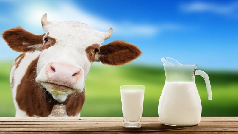 Vücudun İkinci Beyni Olan Bağırsakları Çalıştıran Gıdalar Belli Oldu! Uzmanlar, Bu Gıdaları Tüketenlerin Bağırsak Hastalıklarına Yakalanmayacağını Açıkladı! 3