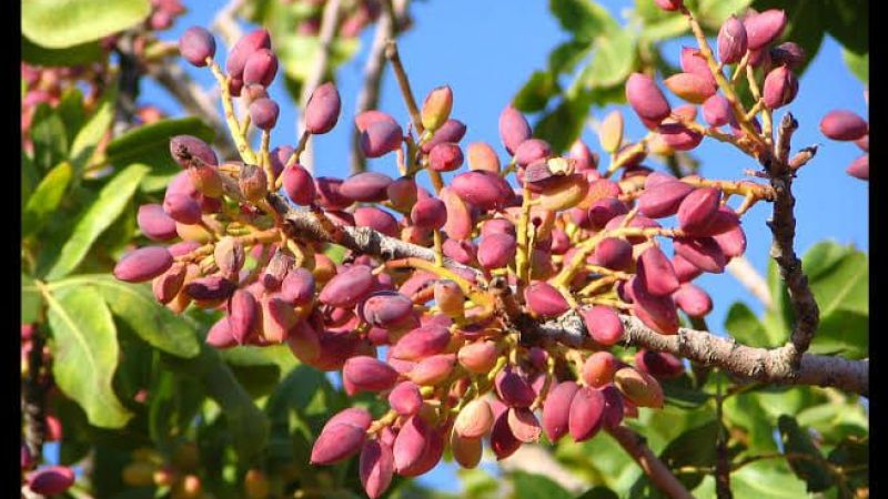 Antep Fıstığı Zam Rekoru Kırdı! Yeni Yıl Geldi, Zamlar Kuruyemişi Vurdu! İşte 31 Aralık Gaziantep Ticaret Borsası Antep Fıstığı, Ceviz Ve Badem Fiyatları… 2
