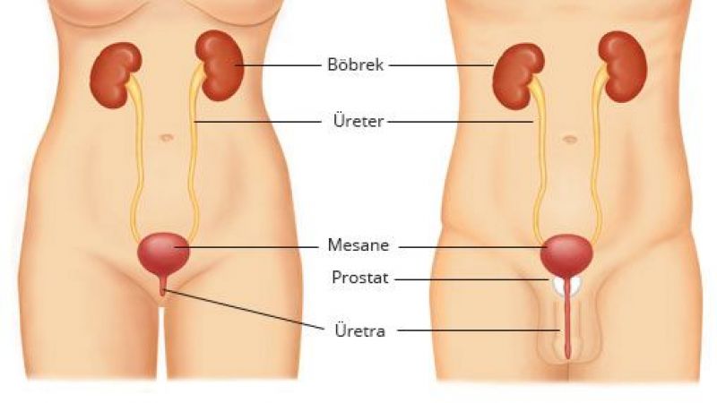 Vücuda Verdiği Zararlar Bitmek Bilmiyor! Böbrek Taşına Sebep Olan O Yiyecekler! 3