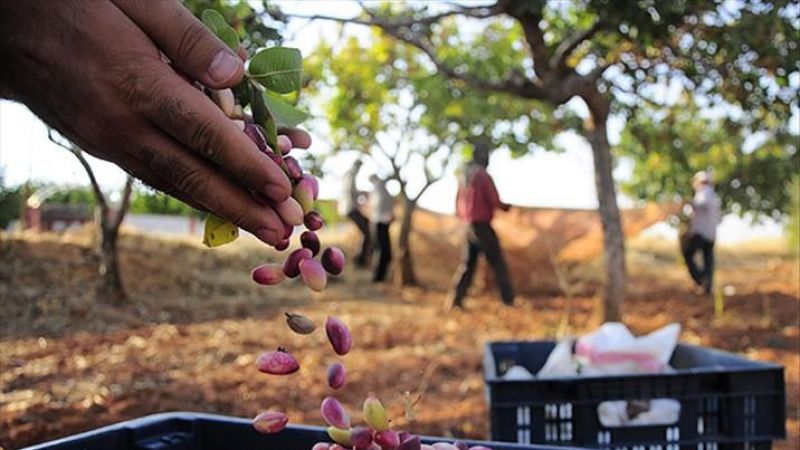 Antep Fıstığı FİYATLARI FÜZE GİBİ UÇUYOR! Gaziantep'te 4 Ocak 2023 Antep Fıstığı, Ayçiçek Yağı Ve Kuruyemiş Fiyatları! 4