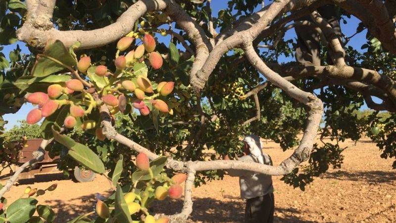 Antep Fıstığı Yükselişini SÜRDÜRÜYOR! 6 Ocak 2023 Gaziantep Ticaret Borsası Günlük Bülteni! Antep Fıstığı Kaç TL Oldu Kabuklu Antep Fıstığı Kaç Lira Antep İçi Zamlandı Mı? 3