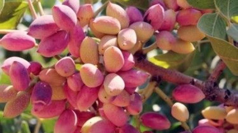 Gaziantep Fıstığının YÜKSELİŞİ DURDURULAMIYOR! 7 Ocak 2023 Güncel Antep Fıstığı ve Kuruyemiş Fiyatları! Antep Fıstığının Kilosu Kaç TL Oldu? En Ucuz Antep Fıstığı Çeşidi Hangisi? 2