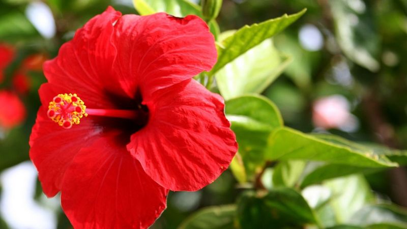 Gaziantep'e Kış geç geldi  vatandaş aktara koştu!  Antep ALMACI Pazarı Esnafı şifalı ve koruyucu bitkilerin Faydalarını Anlattı! 2