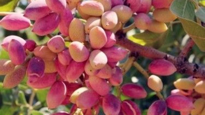 Antep FISTIĞI BİR ZAM REKORU DAHA KIRDI! Antep Fıstığının Dışı 190, İçi 379 TL’yi Buldu! Kuruyemiş Fiyatları Aldı Başını Gitti! İşte 11 Ocak 2023 Gaziantep Ticaret Borsası Fiyatları… 4