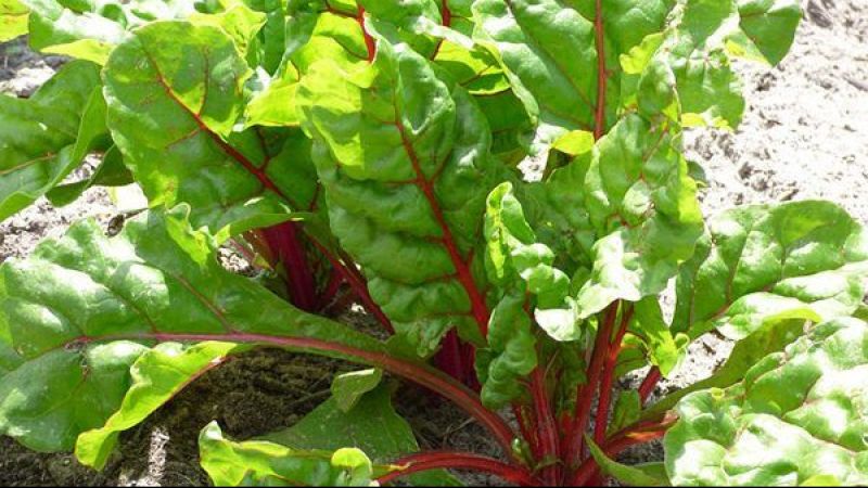 En Sağlıklı 5 Besin! Sağlığa En Çok Faydası Olan O Besinleri Bilim İnsanları Açıkladı! 3