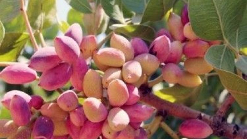 13 Ocak 2023 Gaziantep Ticaret Borsası Günlük Bülten! Antep Fıstığı Başta Olmak Üzere Birçok Ürünün Fiyatı Güncellendi! 4