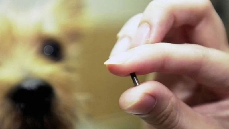 Evcil Hayvan Sahipleri Dikkat! Çip Denetimleri Başladı! 4