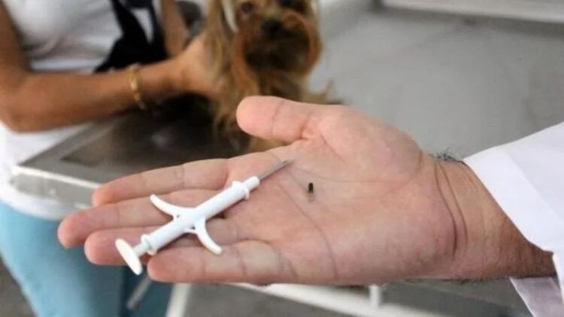 Evcil Hayvan Sahipleri Dikkat! Çip Denetimleri Başladı! 1