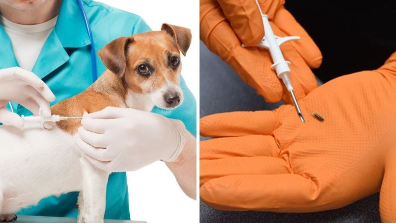 Evcil Hayvan Sahipleri Dikkat! Çip Denetimleri Başladı! 3