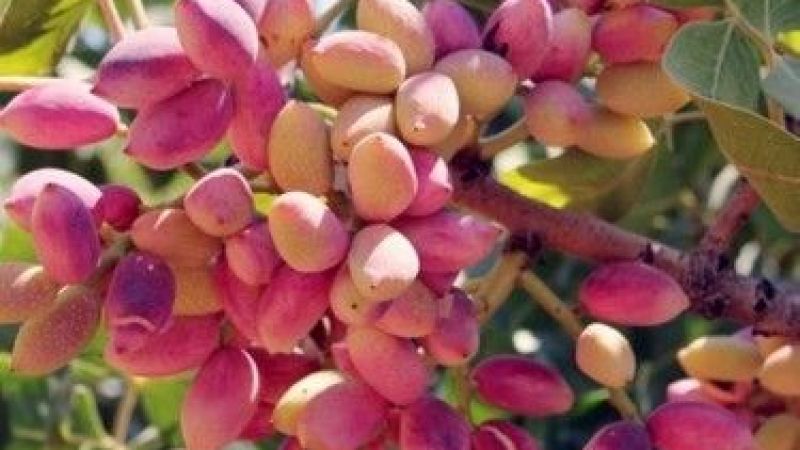 Antep Fıstığı Fiyatları Günler Sonra Güncellendi! Gaziantep Ticaret Odası 27 Şubat 2023 Tarihli Antep Fıstığı Fiyatlarını Duyurdu! 1