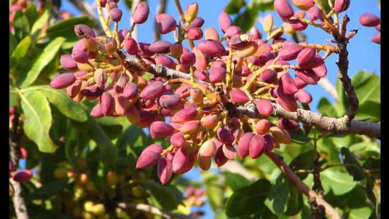 Antep Fıstığı Almaya Girdi, Sosyal Medyada Gündem Oldu! İki Tane Antep Fıstığının Ücreti Resmen Şok Geçirtti! 2